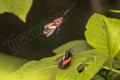 Borboleta 271 <em>(2821)</em>