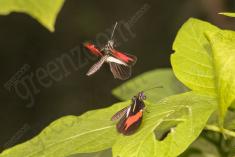 Borboleta 272 <em>(2822)</em>