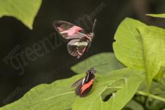 Borboleta 273 <em>(2823)</em>