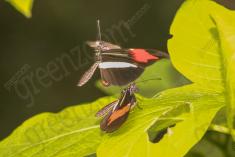 Borboleta 274 <em>(2824)</em>