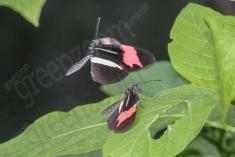 Borboleta 275 <em>(2825)</em>