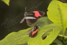 Borboleta 276 <em>(2826)</em>