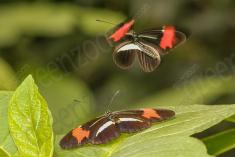 Borboleta 277 <em>(2827)</em>