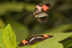 Borboleta 278 <em>(2828)</em>