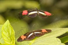 Borboleta 279 <em>(2829)</em>