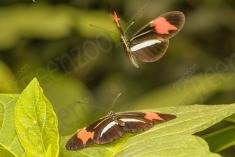 Borboleta 280 <em>(2830)</em>