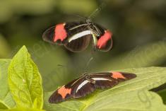Borboleta 281 <em>(2831)</em>