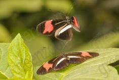 Borboleta 282 <em>(2832)</em>