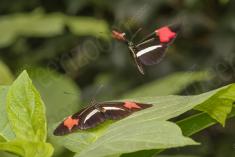 Borboleta 283 <em>(2833)</em>