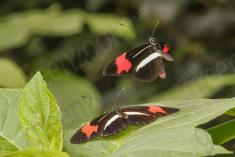 Borboleta 284 <em>(2834)</em>