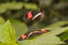 Borboleta 285 <em>(2835)</em>