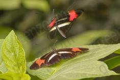 Borboleta 286 <em>(2836)</em>