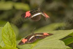 Borboleta 287 <em>(2837)</em>