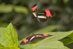 Borboleta 288 <em>(2838)</em>