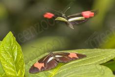 borboleta 290 <em>(2840)</em>