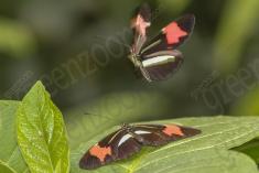Borboleta 291 <em>(2841)</em>