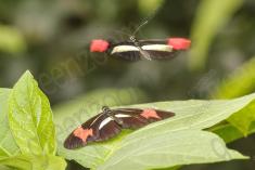 Borboleta 292 <em>(2842)</em>