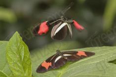 Borboleta 294 <em>(2843)</em>