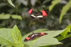 Borboleta 295 <em>(2844)</em>