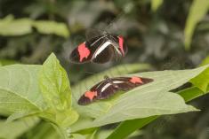 Borboleta 296 <em>(2845)</em>