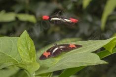 Borboleta 297 <em>(2846)</em>