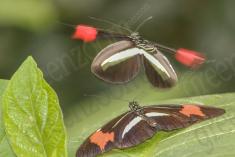 Borboleta 298 <em>(2847)</em>