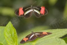 Borboleta 299 <em>(2848)</em>