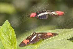 Borboleta 300 <em>(2849)</em>