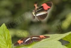 Borboleta 301 <em>(2850)</em>