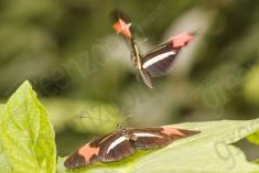 Borboleta 302 <em>(2851)</em>