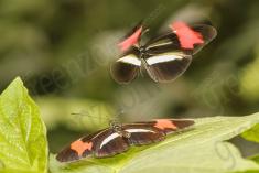 Borboleta 303 <em>(2852)</em>