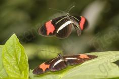 Borboleta 304 <em>(2853)</em>