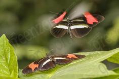 Borboleta 305 <em>(2854)</em>