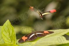 Borboleta 306 <em>(2855)</em>