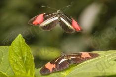 Borboleta 307 <em>(2856)</em>
