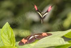 Borboleta 308 <em>(2857)</em>