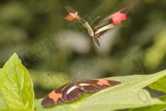 Borboleta 309 <em>(2858)</em>