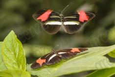 Borboleta 310 <em>(2859)</em>
