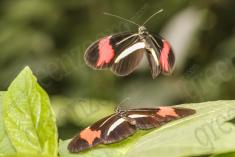 Borboleta 311 <em>(2860)</em>
