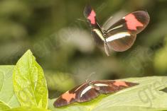 Borboleta 312 <em>(2861)</em>