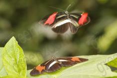 Borboleta 313 <em>(2862)</em>