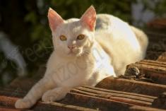 Gato 4 <em>(2863)</em>