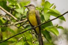 Siriri 8 <em>(2864)</em>