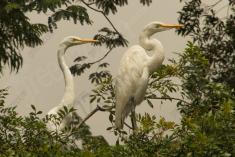 Garça 15 <em>(2865)</em>