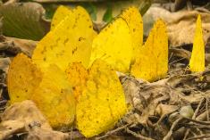 Borboleta 314 <em>(2866)</em>