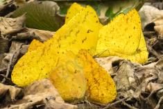 Borboleta 315 <em>(2867)</em>