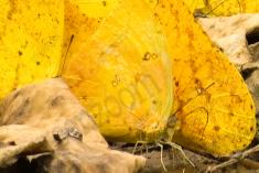 Borboleta 316 <em>(2868)</em>