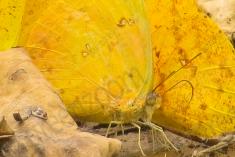 Borboleta 317 <em>(2869)</em>