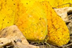 Borboleta 318 <em>(2870)</em>