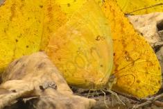 Borboleta 319 <em>(2871)</em>